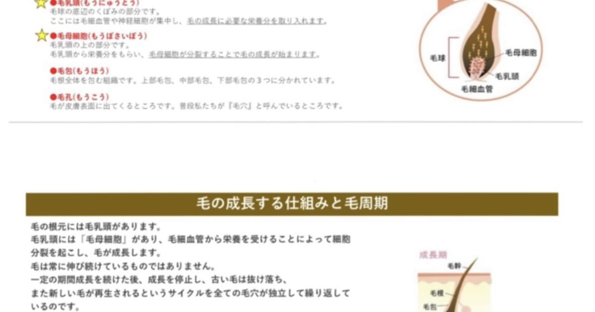 《毛の仕組みと毛周期について》